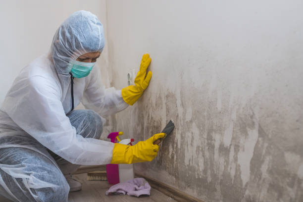 Best Mold Odor Removal Services  in Clear Lake, IA